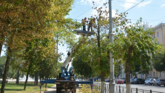 В Астрахани на площади Ленина опилили более 20 ясеней и вязов