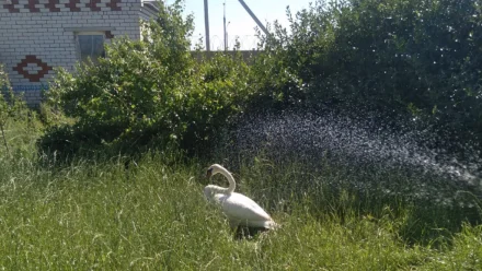 В Астраханской области на озере Баскунчак спасли лебедей