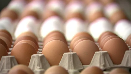 Как сегодня обстоят дела на астраханской птицефабрике “Степная”