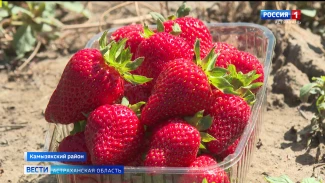 В Астраханской области сезон спелой клубники официально открыт