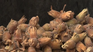 Всемирный день орехов: как их выращивают в Астраханской области