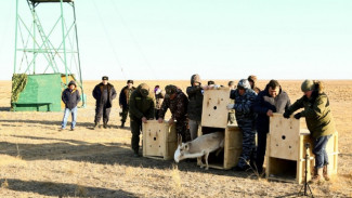 В астраханском заказнике выпустили сайгаков в дикую природу