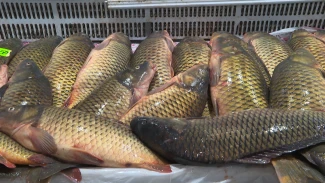 Астраханец получил в благодарность за буксировку мотоцикла мешок рыбы 