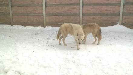 Астраханский зоопарк создаёт особые условия для животных зимой