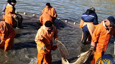 В Астраханской области стартовала осенняя бонитировка осетровых