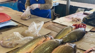 В Астрахани после рейда на рынке выявили 7 фактов незаконной торговли рыбой 