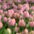 Какие сорта тюльпанов сейчас в фаворите и как их выращивают в Астраханской области