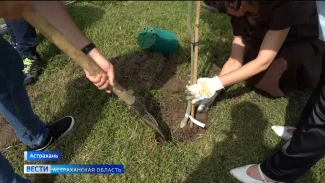 В Астрахани аллея предпринимателей пополнилась новыми деревьями