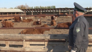 В Астраханской области проверяют КФХ на соблюдение ветеринарных правил