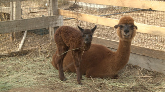 В астраханском зоопарке "Баба Фрося" появился на свет детёныш альпаки
