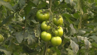 В Астраханской области выращивают томаты посреди зимы