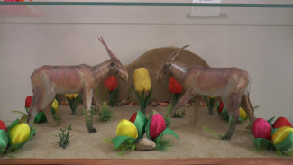 Астраханские волонтёры ведут активную работу по сохранению популяции сайгаков