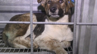 В Астрахани открыт отдел оперативного реагирования по отлову бездомных собак