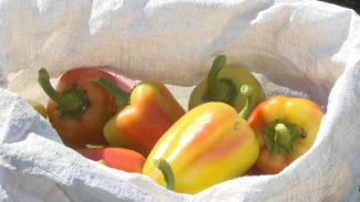 Астраханские фермеры планируют собрать более 200 тыс. тонн болгарского перца