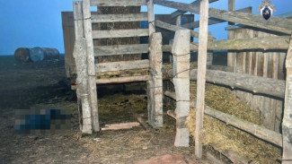 В Астраханской области при разгрузке скота погиб животновод