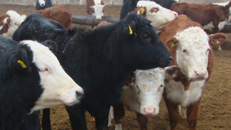 Астраханские фермеры разводят крупный рогатый скот элитных пород