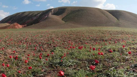Россиянам советуют провести майские праздники в Астраханской области