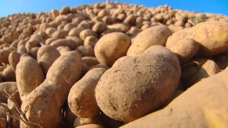 В Астраханской области в самом разгаре сбор картофеля