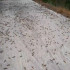 Саранча атакует посёлок под Астраханью