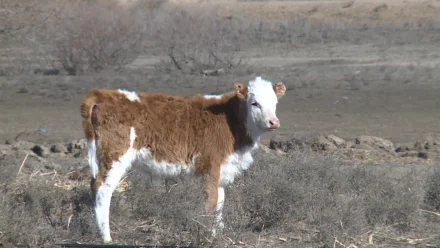 Астраханский фермер ожидает прирост поголовья коров благодаря господдержке