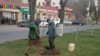 В Астрахани приступили к весеннему озеленению 