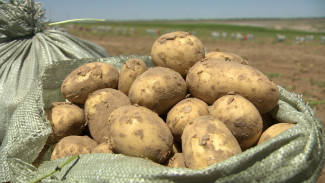 В Астраханской области продолжается сбор раннего картофеля 