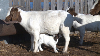 Астраханский фермер создал первое в России племенное хозяйство бурских коз