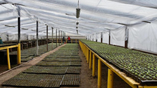 В Астрахани высадят порядка 5-6 тысяч деревьев и кустарников