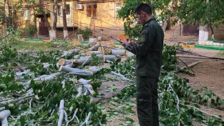 В Астрахани задержали директора УК по факту гибели девочки после падения дерева 