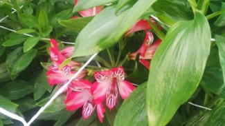 Под Астраханью впервые за 40 лет расцвёл садовый цветок альстромерия