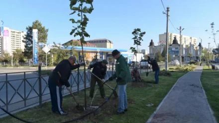 До конца осени в Астрахани высадят 3 тысячи деревьев