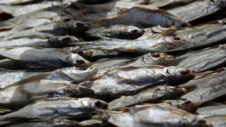 Астраханская вобла прошла проверку на качество