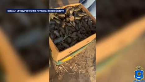 В Астрахани мужчину задержали за незаконный перевоз раков