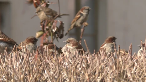 В Астраханской области провели перепись воробьёв