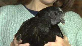 Астраханская семья разводит редких и необычных птиц