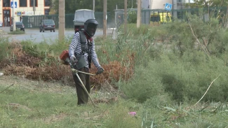 В Астрахани прокосили 860 тысяч кв. метров травы