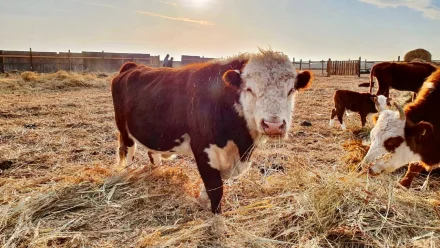 Под Астраханью открылось 25 новых КФХ в рамках программы «Агростартап»