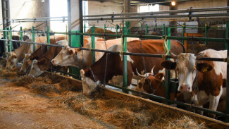 В астраханском посёлке волки загрызли корову