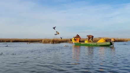 Под Астраханью выпустили в природу 220 особей кряквы