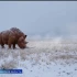 "Живое прошлое Земли": шерстистый носорог