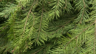 В Астрахани заработали ёлочные базары