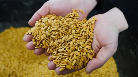 Спрос на астраханские семена значительно вырос на фоне санкций