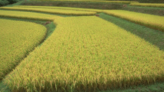 В Астрахани расширят площади и объёмы производства риса