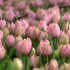 Какие сорта тюльпанов сейчас в фаворите и как их выращивают в Астраханской области