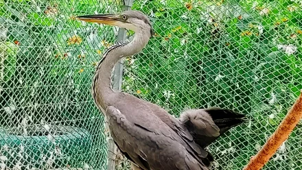 Волонтёры спасли травмированную цаплю из Астрахани 