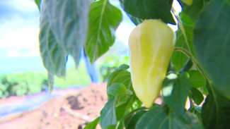 Астраханцам рассказали как уберечь себя от ОРВИ