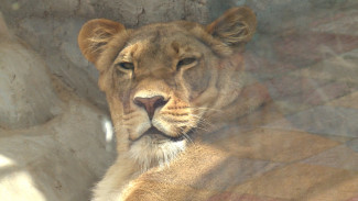 В астраханском зоопарке “Баба Фрося” очередное пополнение