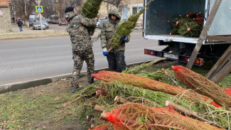 В Астрахани в ходе рейда выявили точку незаконной продажи ёлок