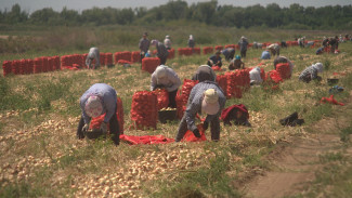 В Астраханской области собирают крупный урожай раннего лука