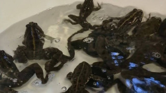 В Астраханской области выловили 200 самцов лягушек для исследований